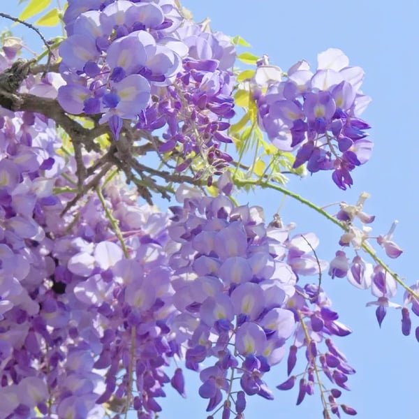 WISTERIA