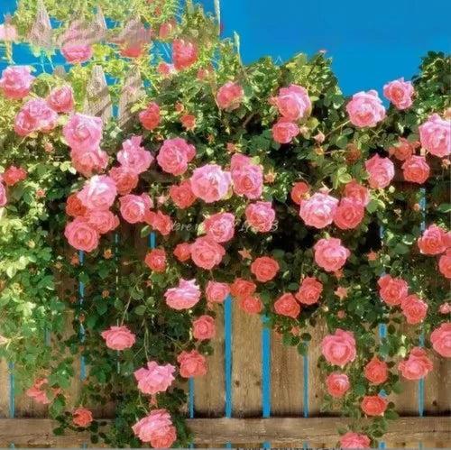 Climbing Rose Vine Seeds